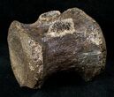 Long Thescelosaurus? Caudal Vertebra - Montana #13566-1